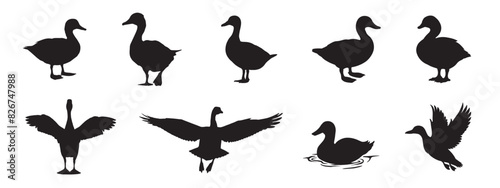 A set of black silhouettes isolated of ducks. Ducks vector illustration. Ducks art work.