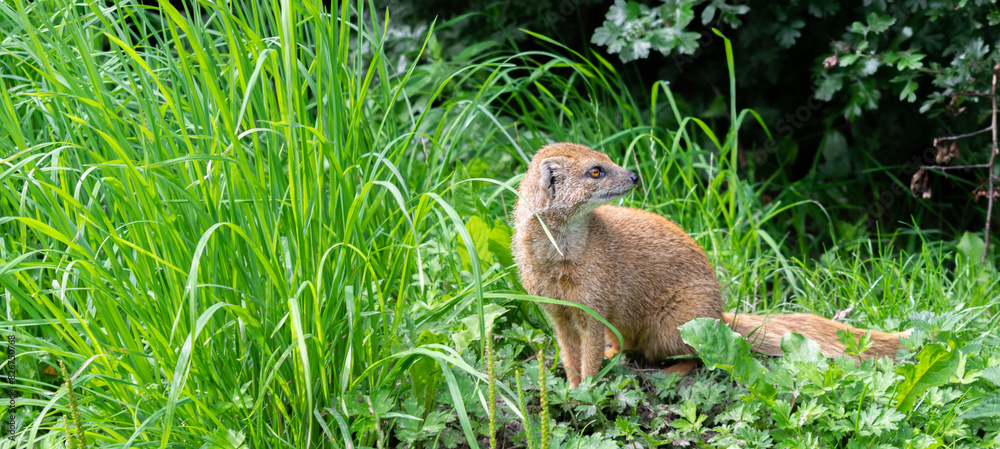 Charming Yellow Mongoose at Blijdorp Zoo, Rotterdam Charming Yellow Mongoose at Blijdorp Zoo, Rotterdam