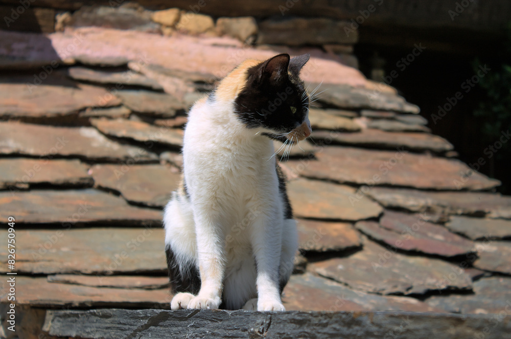 Fototapeta premium White and black cat standing by a slate roof
