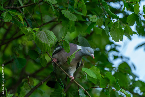 Pigeon in a tree