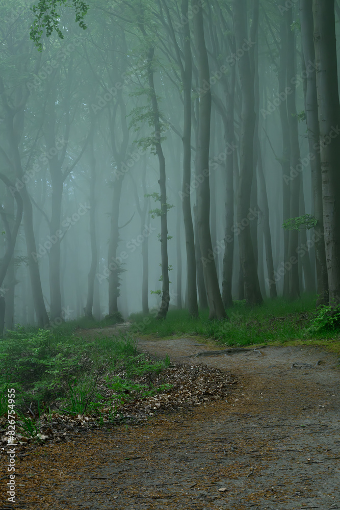 Naklejka premium Mystical paths in the foggy forest on the island of Ruegen, Germany