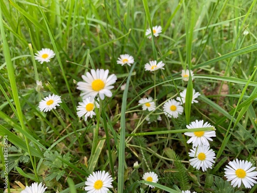 daisies in the grass