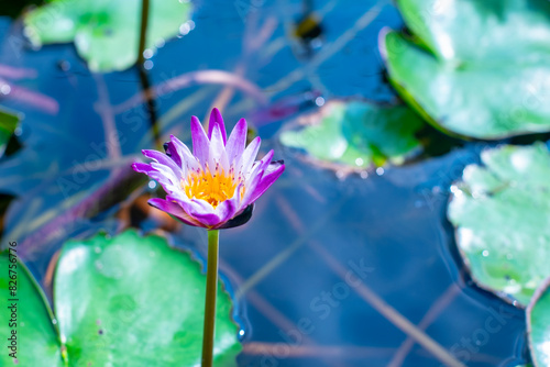 Vibrant Water Lily in Bloom on a Serene Pond with Green Lily Pads