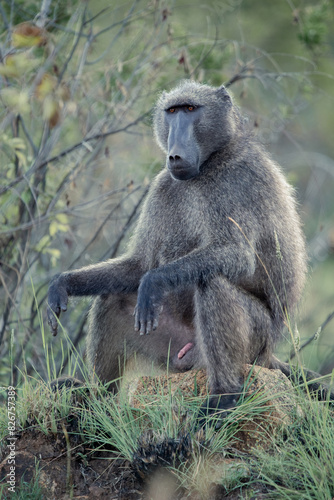 A Chacma Baboon, Papio ursinus, in the Pilanesberg National Park in South Africa