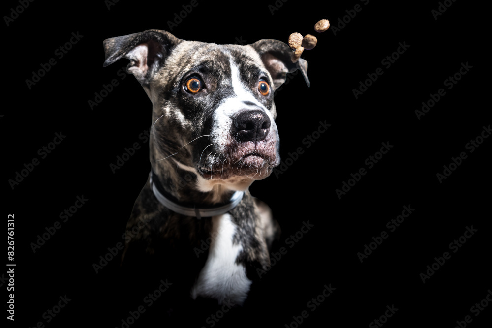 A dog is looking at the camera with a collar around its neck A dog is looking at the camera with a collar around its neck