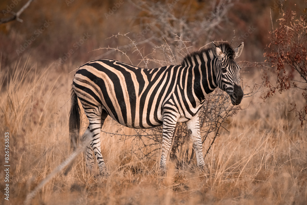 A Plains Zebra, Equus Quagga, in the Pilanesberg National Park in South Africa A Plains Zebra, Equus Quagga, in the Pilanesberg National Park in South Africa
