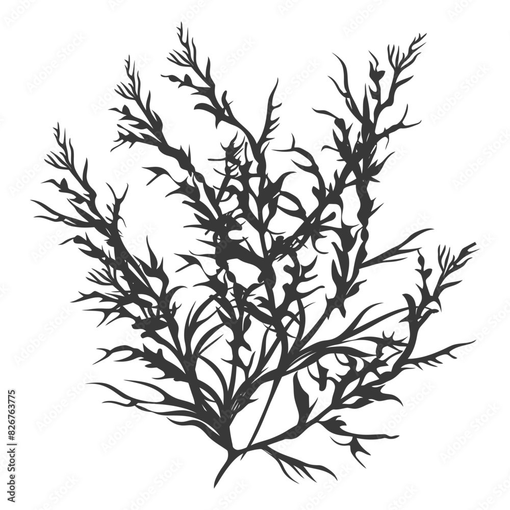 Silhouette seaweed plant black color only Silhouette seaweed plant black color only