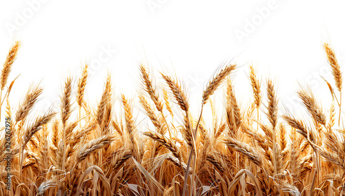 Obraz na płótnie PNG Wheat landscape wheat agriculture backgrounds.
w salonie
