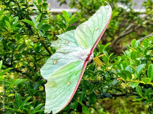 actias artemis or night butterfly perched on the green leaves in the morning photo