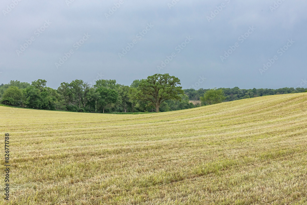 A rolling harvested hay field with trees and dark cloudy skies in the background. A rolling harvested hay field with trees and dark cloudy skies in the background.