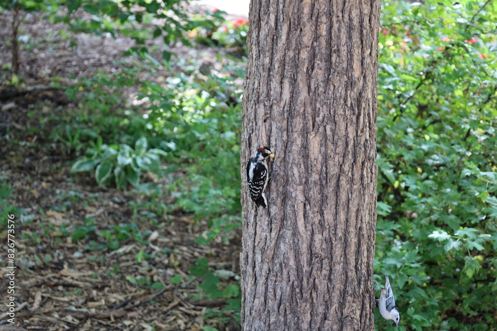 black and white woodpecker and blue and white songbird share a tree black and white woodpecker and blue and white songbird share a tree
