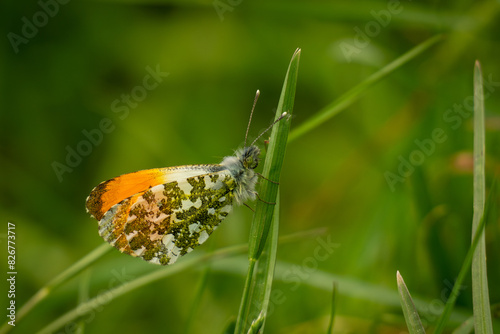 Aurorafalter (Anthocharis cardamines) photo