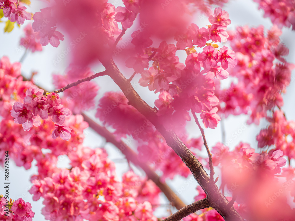 The blooming begonia flowers in spring The blooming begonia flowers in spring