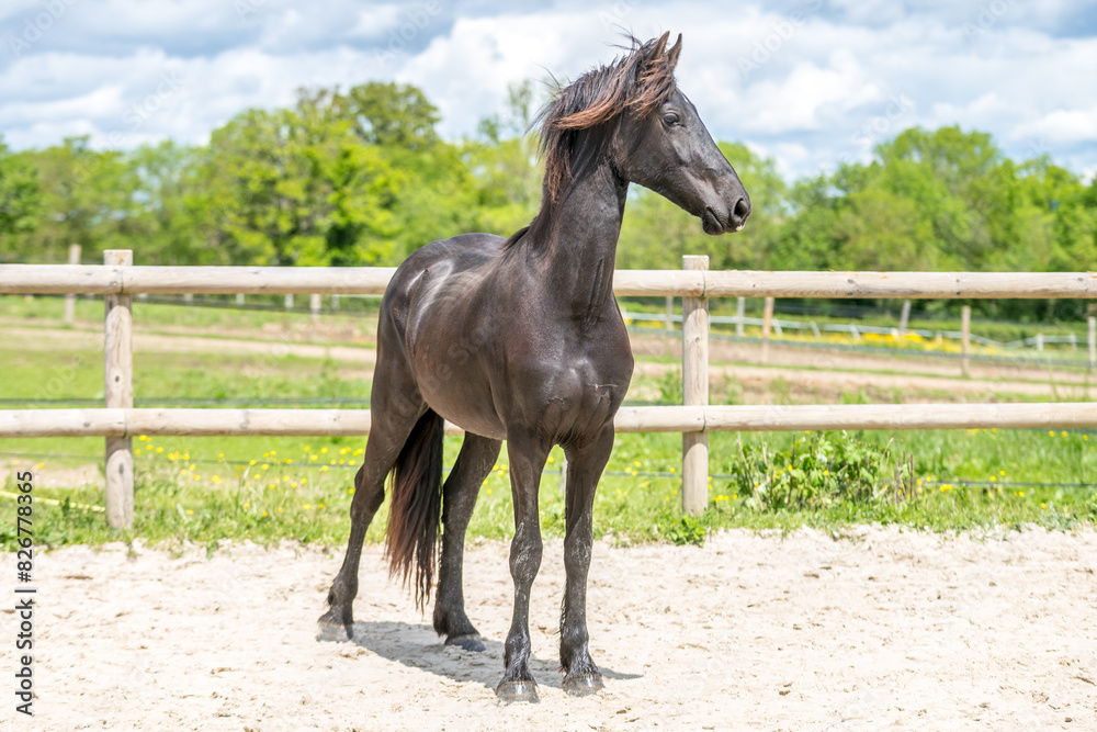 Fototapeta premium Magnifique cheval de race frison dans un élevage 