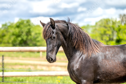 Magnifique cheval de race frison dans un élevage 