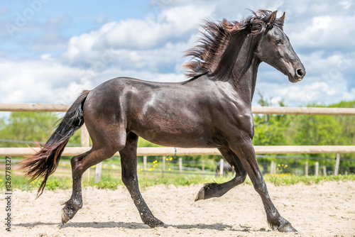 Magnifique cheval de race frison dans un élevage 