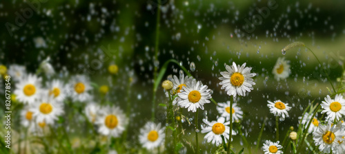 rain and daisy flowers - high speed photo photo