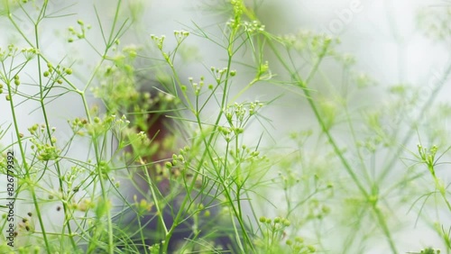 Cyclospermum leptophyllum (marsh parsley, slender celery, fir-leaved celery,  wild cherry). It has threadlike green leaves a few centimeters long and small umbels of spherical flowers. photo