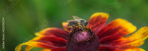 bee (apis mellifera) on a flower - close up
