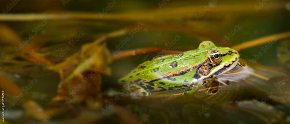 rana esculenta - common european green frog is swimming in a garden pond rana esculenta - common european green frog is swimming in a garden pond