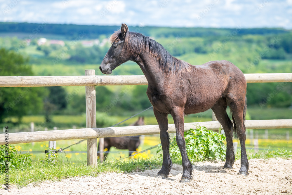 Obraz premium Magnifique cheval de race frison dans un élevage 