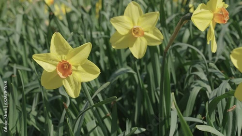 Daffodil flower in spring bloom. Spring nature. Narcissus with blooming flower. Blossom spring season. Flowering narcissus nature. Daffodil flower. Spring daffodil flower on flowerbed. Daffodil petal