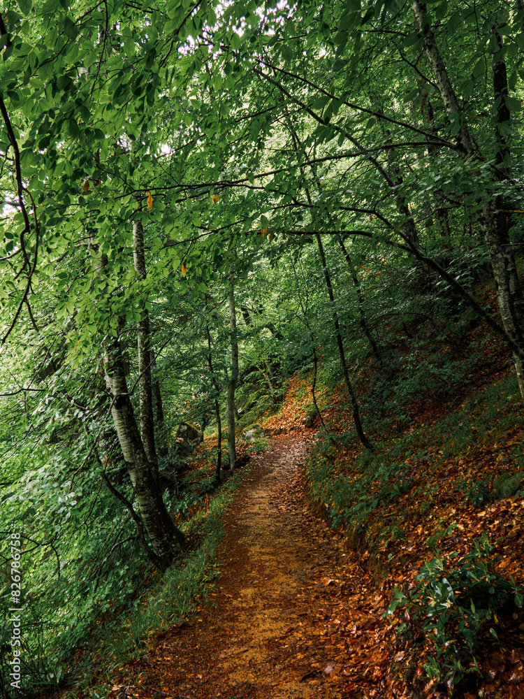 Obraz premium Kayalıdere waterfall and jungle road.