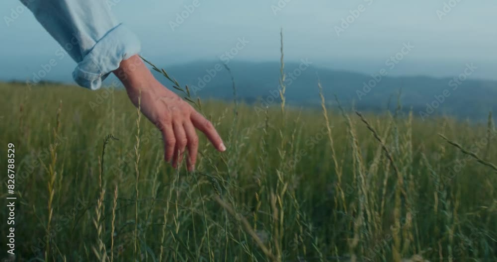 Cinematic footage of female hand gently touching grass and wheat harvest. Woman walks in field and connects with nature. Serene and tranquil time spent outdoors. Preserving ecology and biodiversity