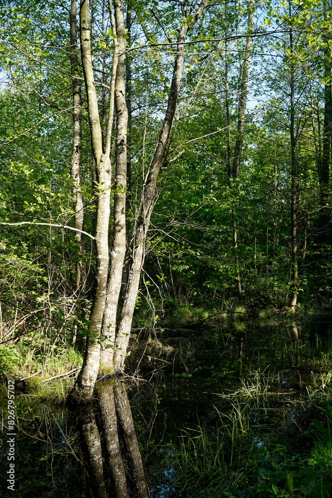 Forest and swamp - Masuria, Poland Forest and swamp - Masuria, Poland