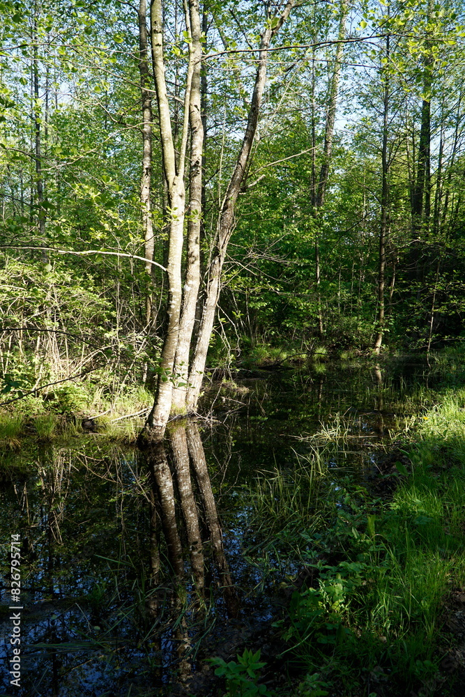 Forest and swamp - Masuria, Poland Forest and swamp - Masuria, Poland