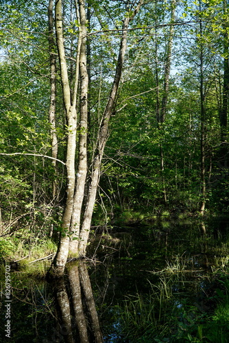 Forest and swamp - Masuria, Poland