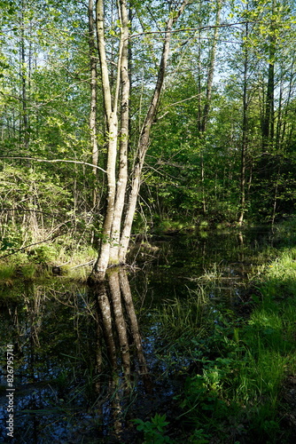 Forest and swamp - Masuria, Poland