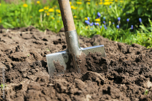 Digging up soil in garden. Shovel close up in brown ground on garden bed with grass and flowers on sun in sunlight. Organic farming, gardening, growing, agriculture concept