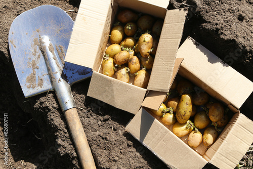 Potato seed with sprouts in cardboard box with shovel top view on sun in sunlight. Potatoes seeds for planting, sowing on soil ground on garden bed in spring garden