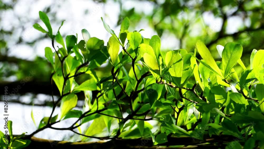 Terminalia mantaly (Also called Ketapang kencana, Madagascar Almond) tree with a natural background Terminalia mantaly (Also called Ketapang kencana, Madagascar Almond) tree with a natural background