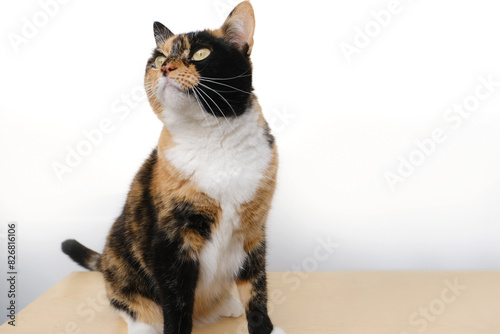 beautiful brown three colors adult domestic tortoiseshell cat with white breast sitting on light table on white background, looks around, concept love for animals, caring, keeping four-legged pets