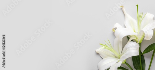 Fototapeta Naklejka Na Ścianę i Meble -  Beautiful lily flowers on white background with space for text
