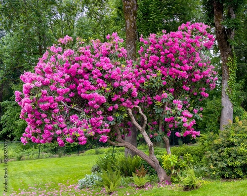 A big red rhododendron tree blooming in the sprint