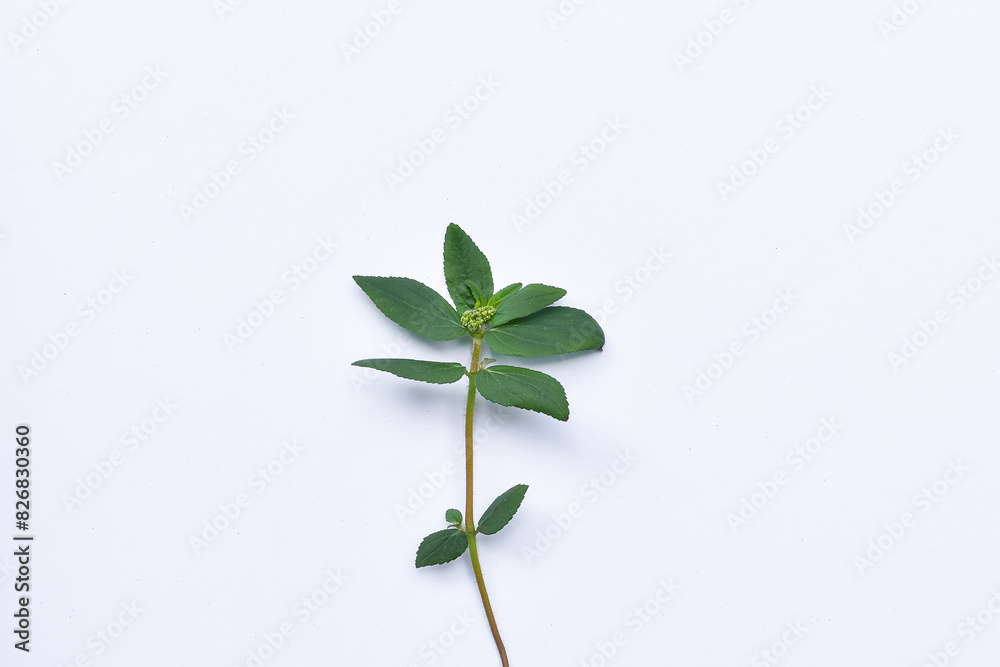Fototapeta premium The leaves of patikan kebo (Euphorbia hirta L, Garden spurge, Asma weed, Snake weed, Milkweeds) isolated in white are a wild plant that can be used as herbal medicine.