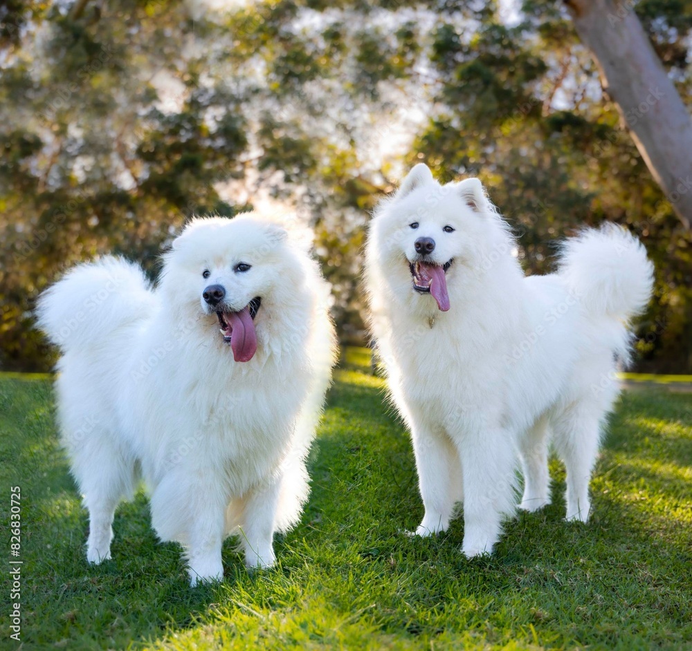 Samoyed the Brothers Samoyed the Brothers
