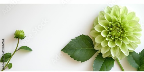 A single green bloom with a budding companion