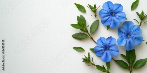 Blue flowers and green leaves on a white background
