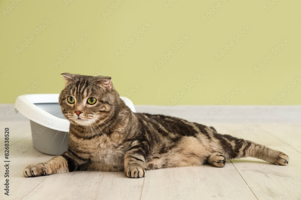Cute cat with litter box lying near green wall Cute cat with litter box lying near green wall