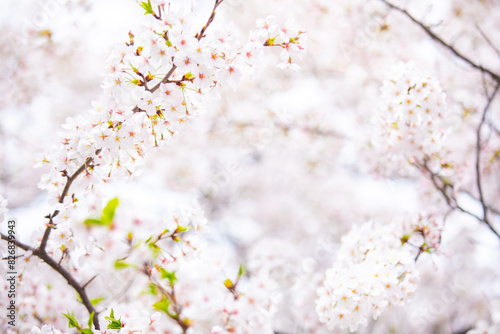 桜
