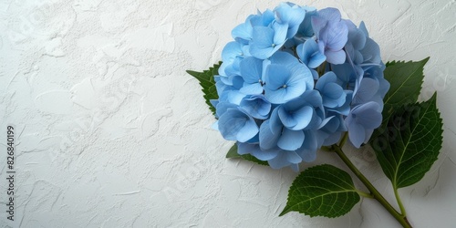 Vibrant blue hydrangea on a white background