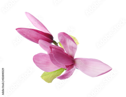 Beautiful pink magnolia flowers isolated on white