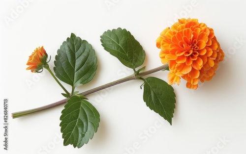 Vibrant orange dahlia with fresh green leaves