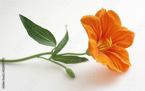 Vibrant orange flower with a lush green leaf