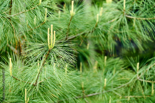 Green pine branches with young buds. Close-up.