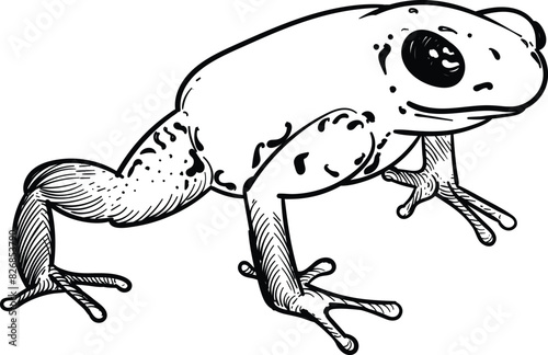 Vintage hand drawn sketch of poison dart frog 